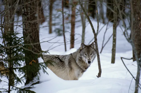 Grey wolf (Canis lupus) in FOREST, CANADA