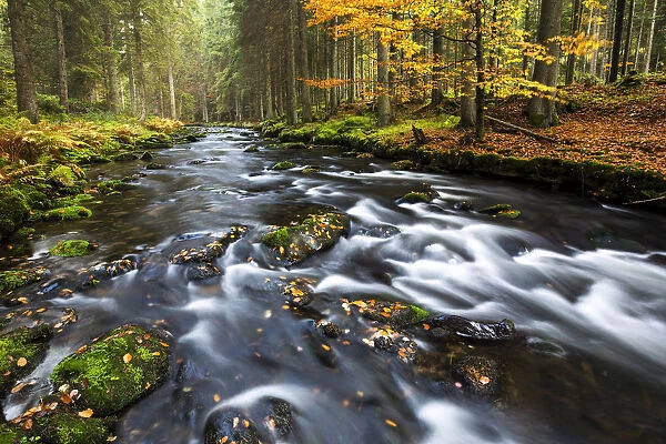 Grosser Regen River Autumn Bavarian Forest National 12508553 Canvas