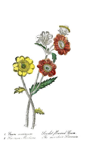 hand painted illustration of scarlet flowered geum, Geum coccineum, and moutain sieversia, Geum montanum