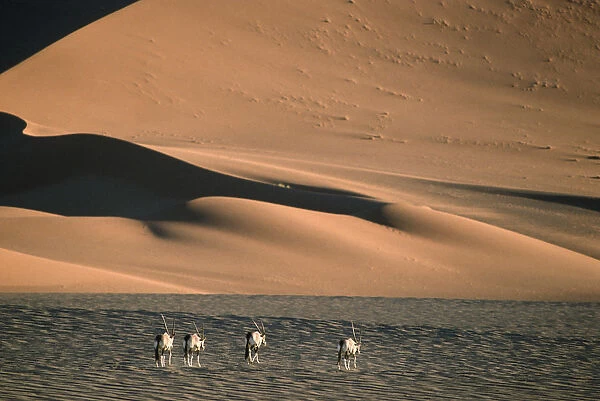 Herd of Gemsbok (Oryx gazella) Walking on Dry Desert Plain
