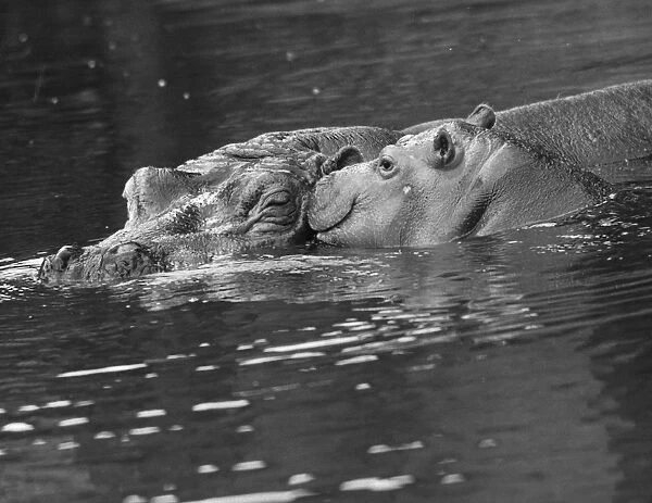 Hippo Swimmers. 6th August 1954: Reginald the baby hippo with his mother