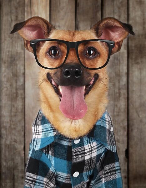 Hipster Animals Dog Glasses Vintage TREBLE  Canvas Art Print Box Framed Picture Wall Hanging