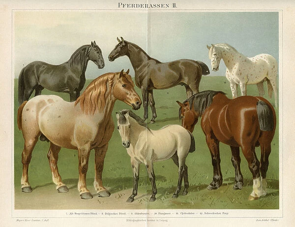 Horse breeds Chromolithograph 1896