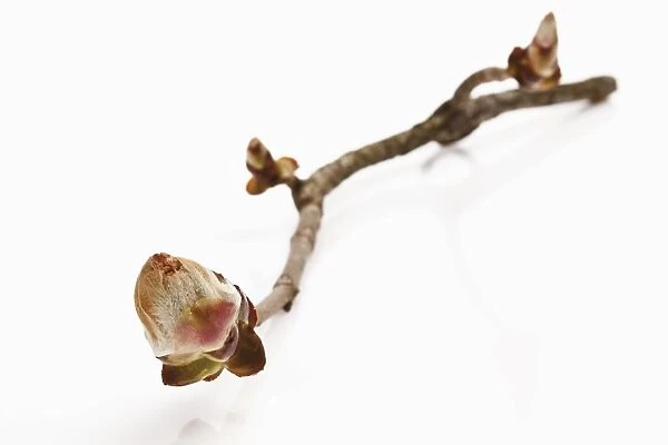 Horse chestnut (Aesculus hippocastanum) bud