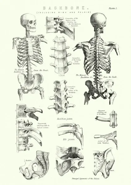 Wall Art Print, Antique Illustration of the Human Body & Skeleton  (Biology)