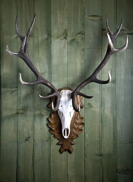 Hunting trophy, 14-point-antlers, mounted red deer antlers