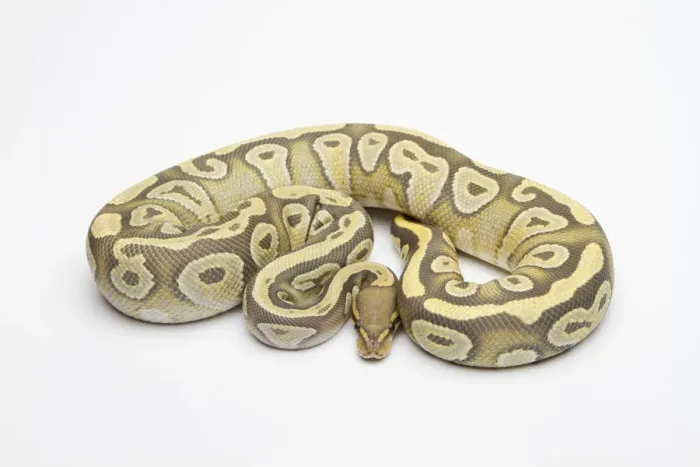 Framed Print : Hypo Mojave Ball Python Print Framed Print : Hypo Mojave Ball Python Print