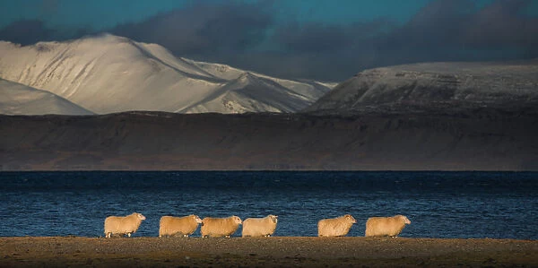 Icelandic sheep herd on a grassland