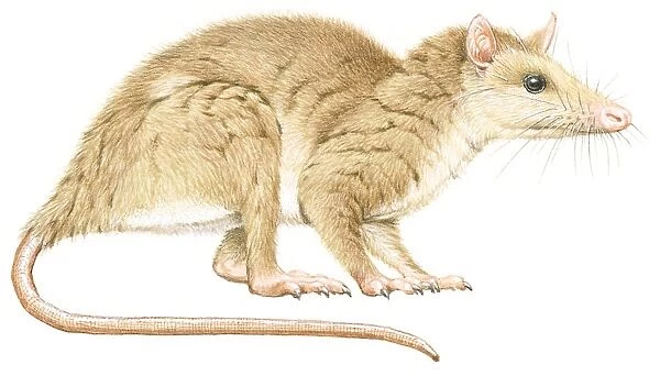 Illustration of Alphadon, a small, furry, primitive mammal