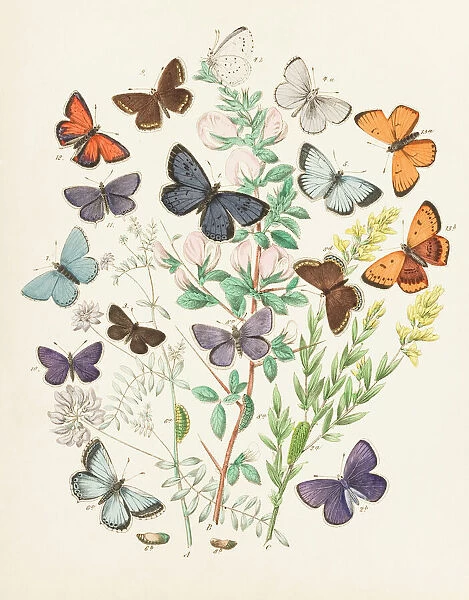 Illustration of butterflies and green caterpillars on plant and flower stems