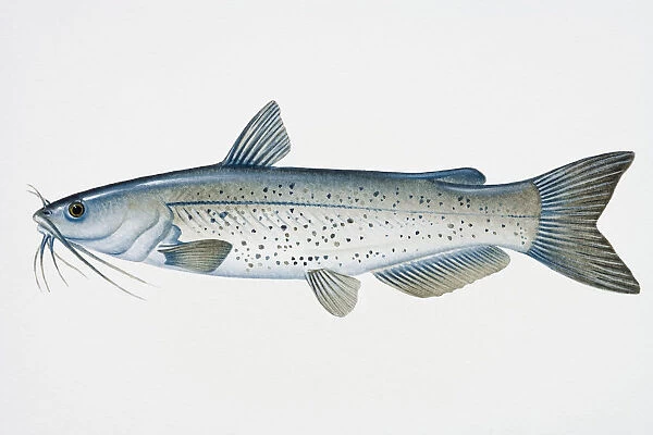 Channel Catfish, Ictalurus punctatus Taken at the Virginia …