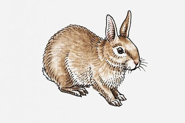 Illustration of European Rabbit (Oryctolagus cuniculus)