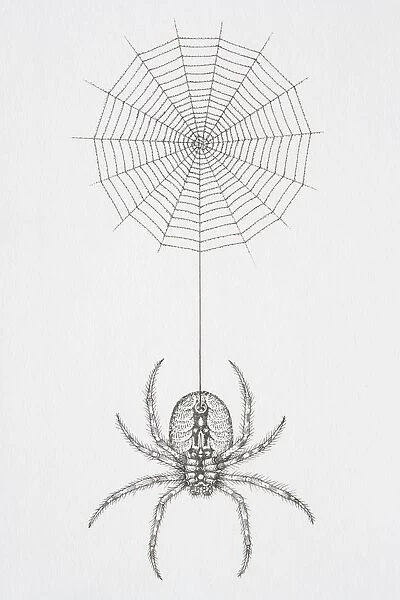 Illustration, hairy spider at end of thread dangling from cobweb
