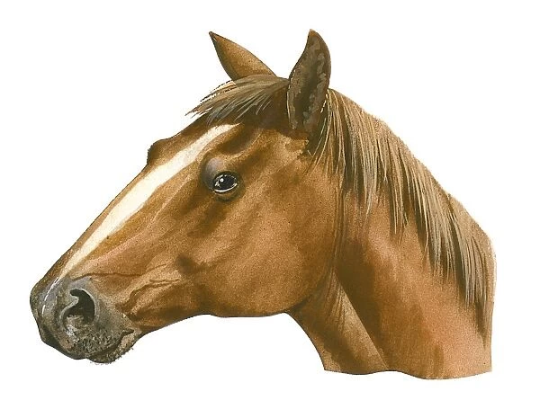 Illustration of head of modern Horse (Equus caballus), profile