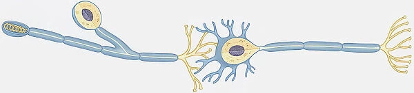 Illustration of human nerve cell cross section showing dendrite, soma, axon, nucleus, nodes and myelin sheath