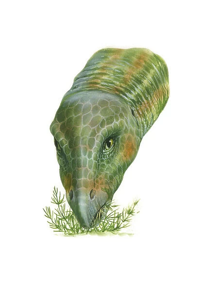 Close-up of a menacing Megalosaurus. Megalosaurus was a large carnivorous  theropod dinosaur that lived in the Jurassic Period of Europe Poster Print  