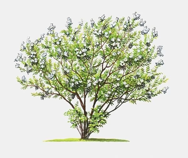 Illustration of Lawsonia inermis (Henna), shrub showing abundance of green leaves and summer flowers