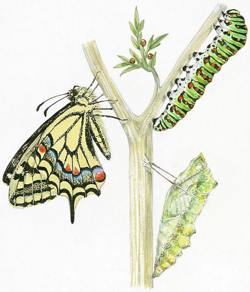 Illustration of life cycle of Swallowtail Butterfly (Papilio machaon) from pupa and caterpillar, to adult butterfly