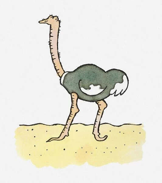 Illustration of Ostrich (Struthio camelus) in desert