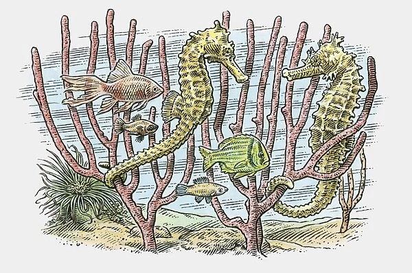 Illustration of sea horses and fish swimming in reefs on ocean floor
