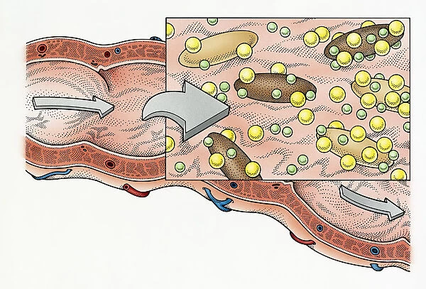 Illustration showing role of fibre in human digestive process