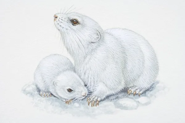 Illustration, white adult and baby Arctic Lemmings