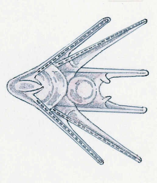 Illustration of young Sea Urchin (Echinoidea)
