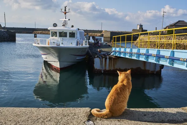 Japan, Cat island, Aoshima island