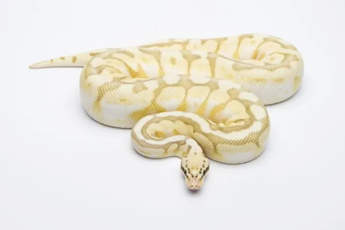 Framed Print : Killer Bee Butter Ball Python Print Framed Print : Killer Bee Butter Ball Python Print