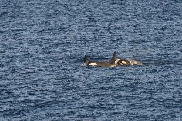 Killer Whales or Orca -Orcinus orca-, female with cubs, Gerlache Strait, Antarctic Peninsula, Antarctica