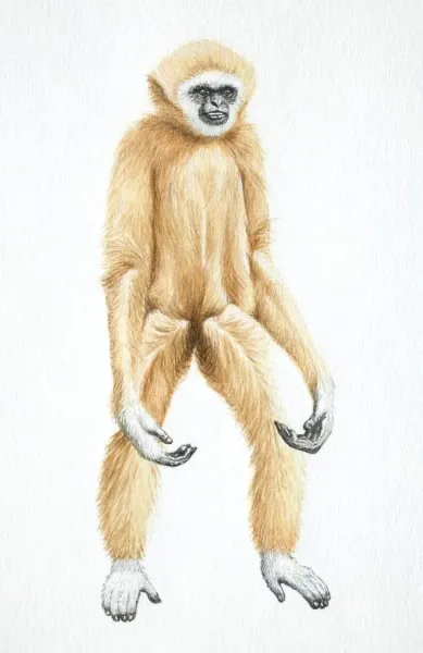 Lar Gibbon Print: Front Art Prints, Posters Puzzles from