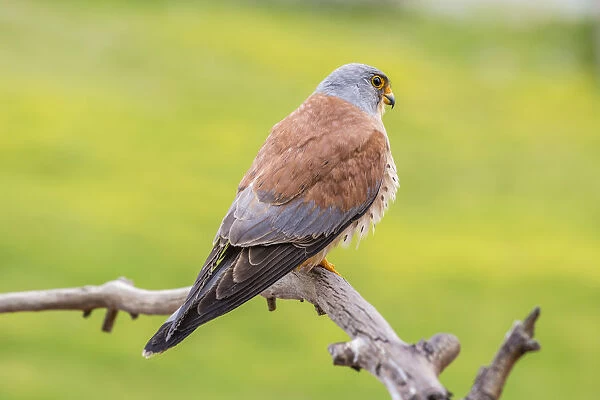 Lesser Kestrel -Falco naumanni-, Extremadura, Spain