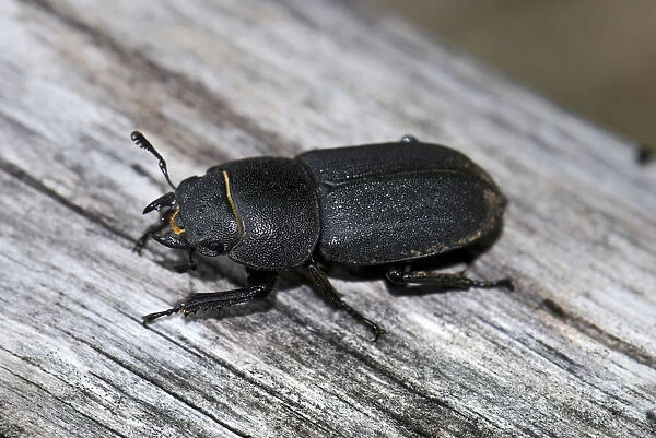 Lesser stag beetle (Dorcus parallelipipedus) on wood, Germany, Europe