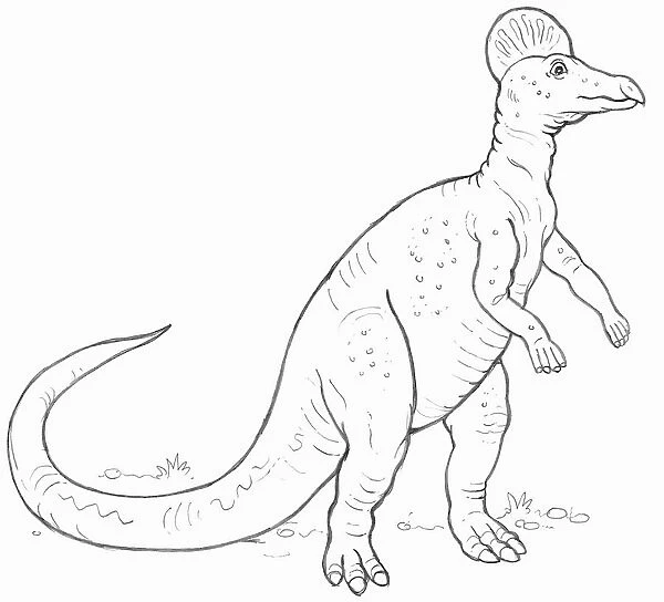 Line drawing of a Corythosaurus dinosaur