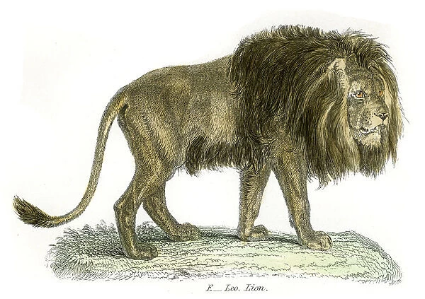 Lion engraving 1803