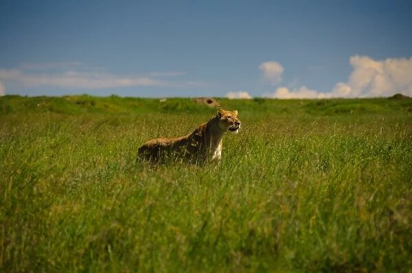 Lioness Stalking Prey