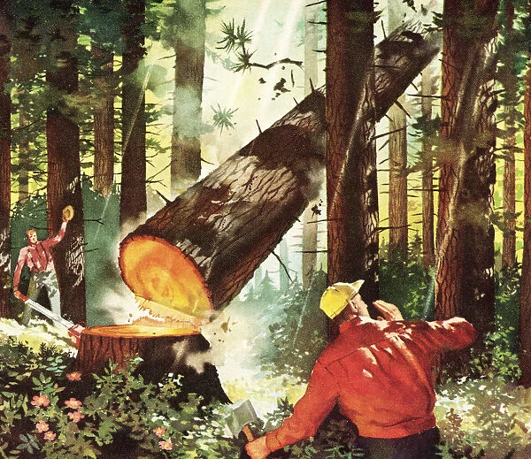 Two Lumberjacks Cutting Down Tree