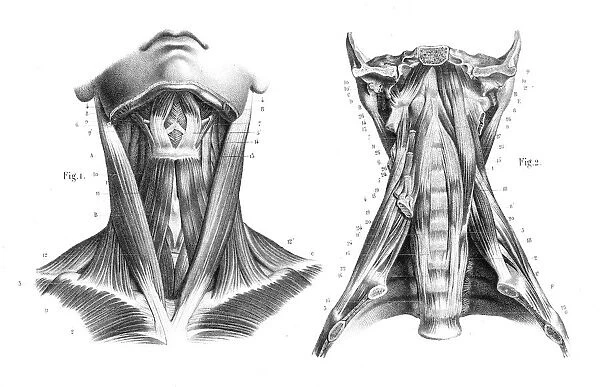 Neck throat anatomy engraving 1866 (13609757) Photographic Print