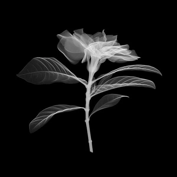 X-Ray of a Datura Flower Framed Print Picture Poster Art Rose Lily Daisy 