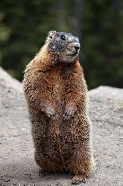 Marmot Rearing Up on Hind Legs in Yellowstone Art Prints
