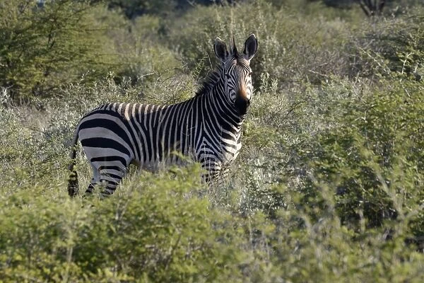 Mountain Zebra -Equus zebra-, Erongo Region, Namibia