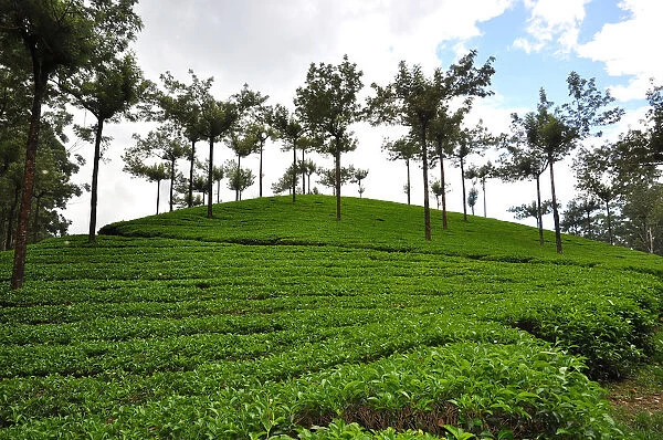 Munnar Tea Landscape