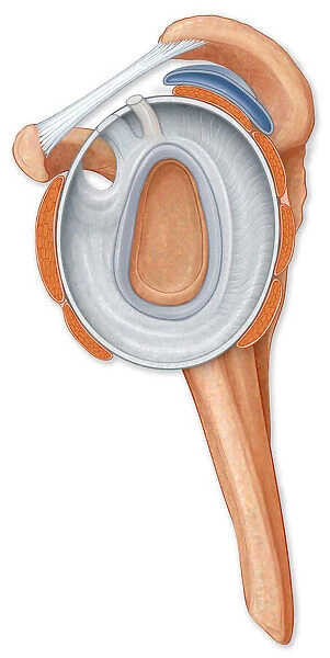 Normal side view of the shoulder joint hilighting the labrum, coracocromial ligament
