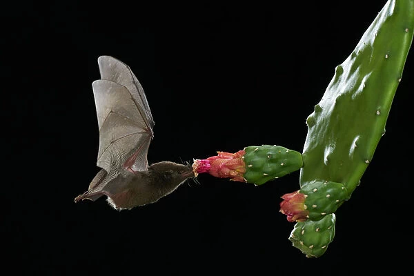 Orange nectar bat