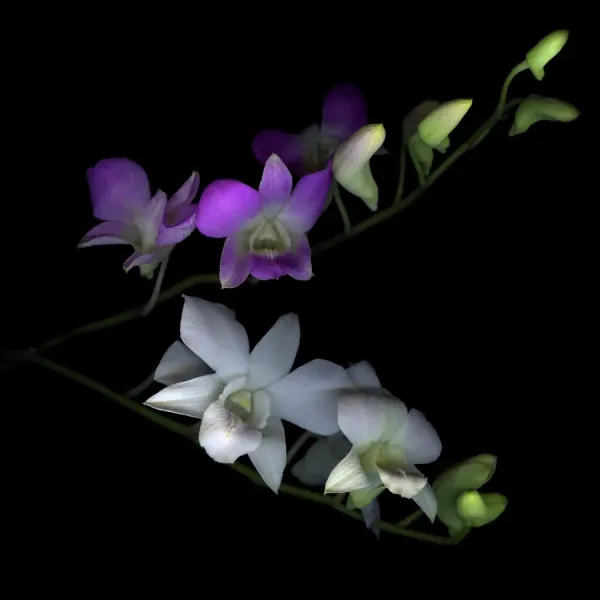 Orchids. Purple white Dendrobium Orchids edible blooms