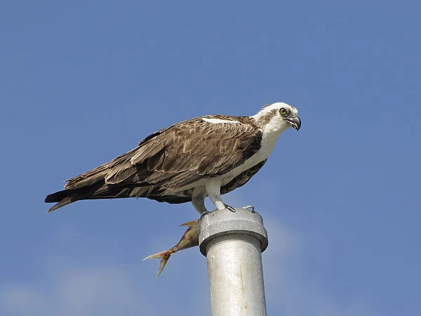 Osprey, Pandion haliaetus, with fish perched on a pole. Everglades National Park, Florida, USA. UNESCO World Heritage Site (Biosphere Reserve)