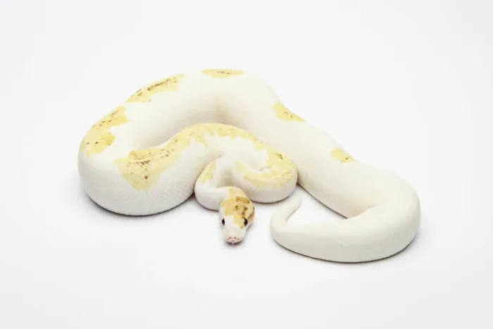 Framed Print : Paradox Super Fire Ball Python Print Framed Print : Paradox Super Fire Ball Python Print