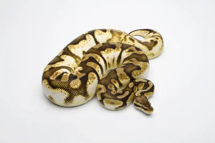 Framed Print : Pastel Sugar Ball Python Print - Female Royal Python Framed Print : Pastel Sugar Ball Python Print - Female Royal Python