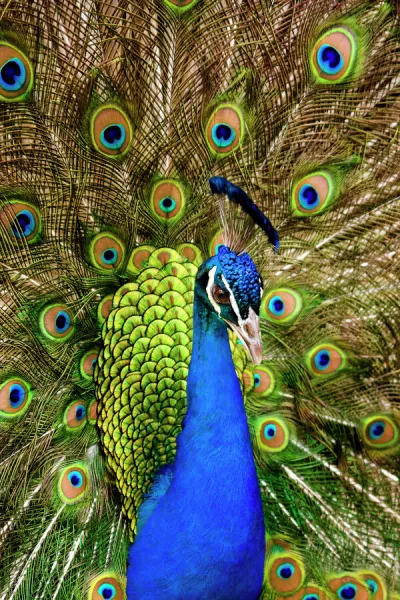 Peacock with feathers For sale as Framed Prints, Photos, Wall Art and Photo  Gifts