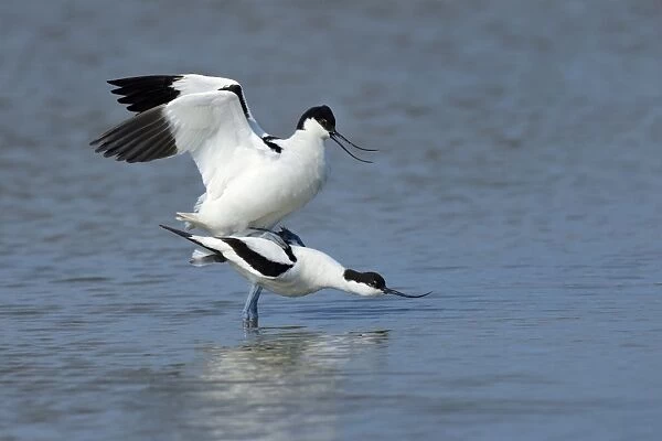 Pied Avocets -Recurvirostra avosetta-, mating, Wagejot nature reserve, Texel, West Frisian Islands, province of North Holland, The Netherlands